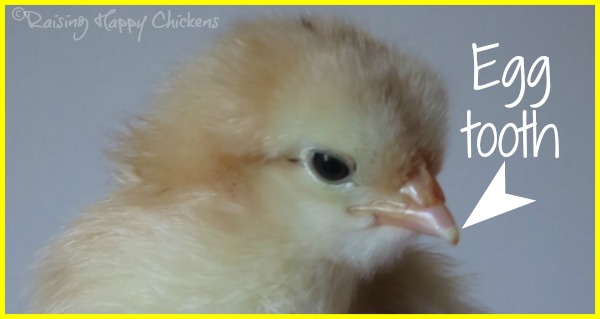 The egg tooth on a newly hatched Light Sussex chicken. The egg tooth on a newly hatched Light Sussex chicken.