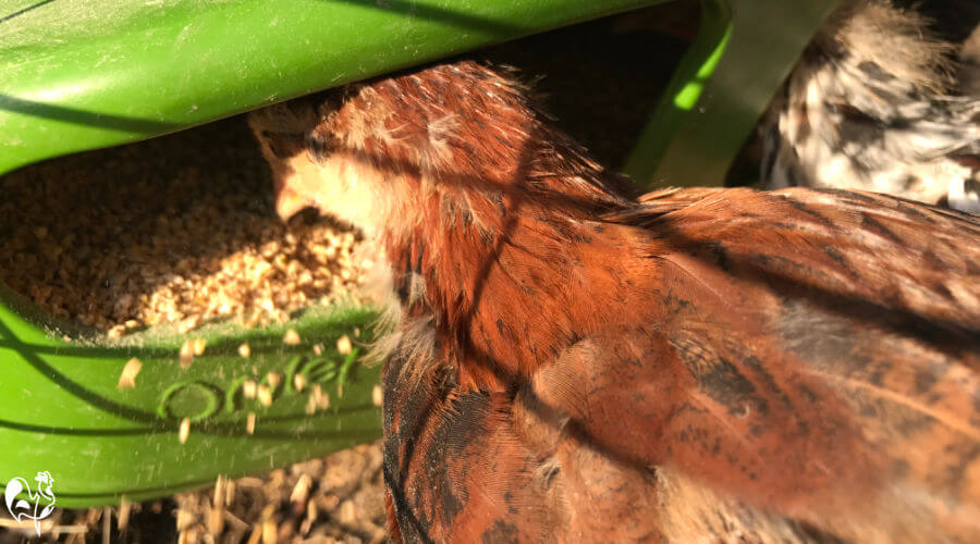One of my new chickens eating from the Eglu feeder, knocking grain onto the ground.