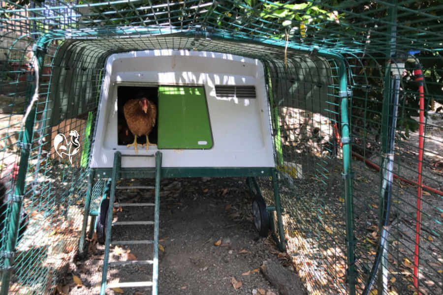 My Eglu Cube and run, showing bare earth and space underneath the coop.