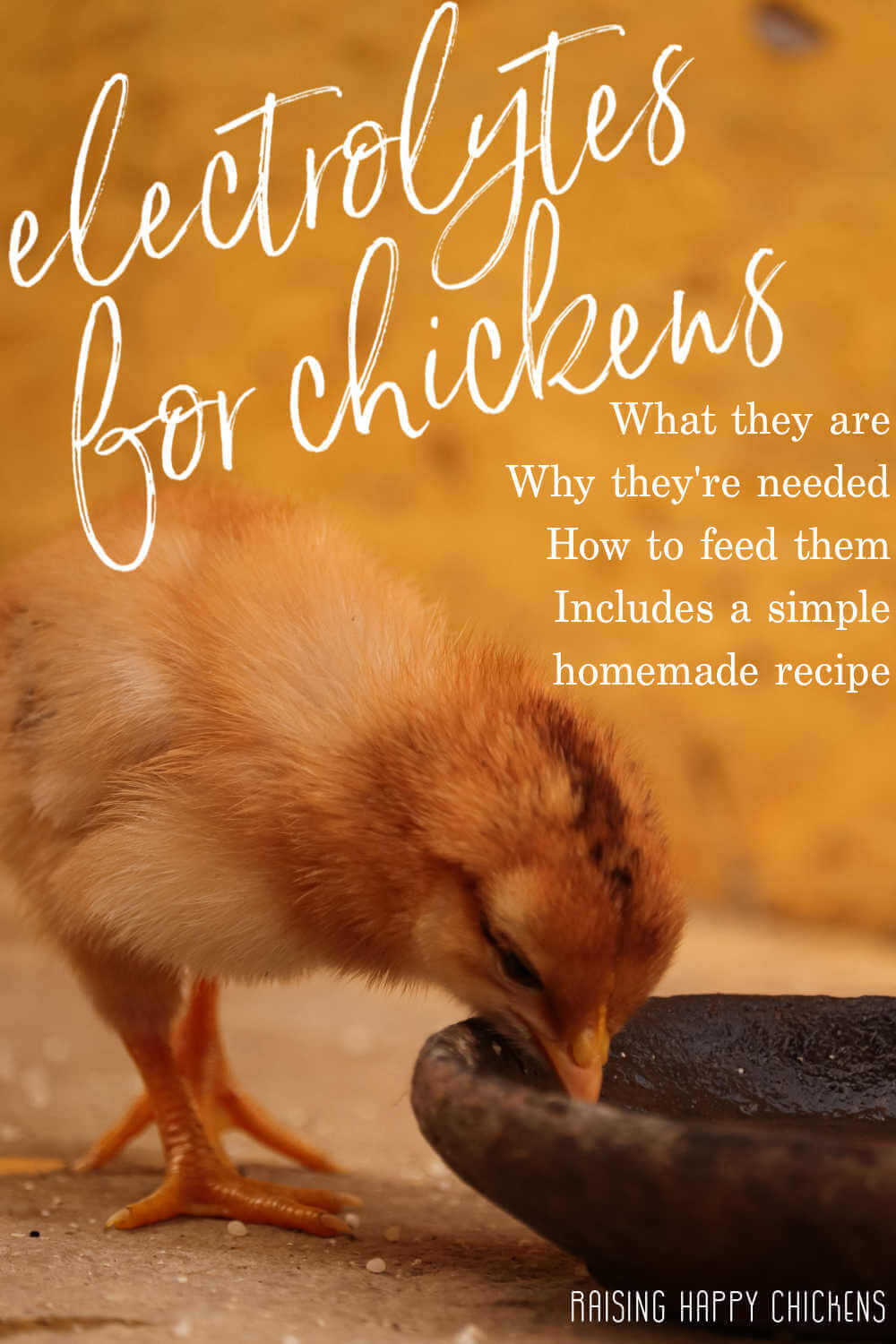 Homemade electrolyte drink for vulnerable chickens needing help.