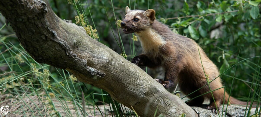 The European pine marten - a deadly chicken predator. A European pine marten on tree.