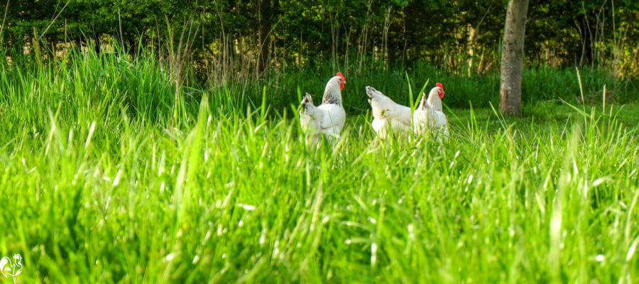 Test out the different flooring options for your own run. Two hens walking through a perfect grassy run.