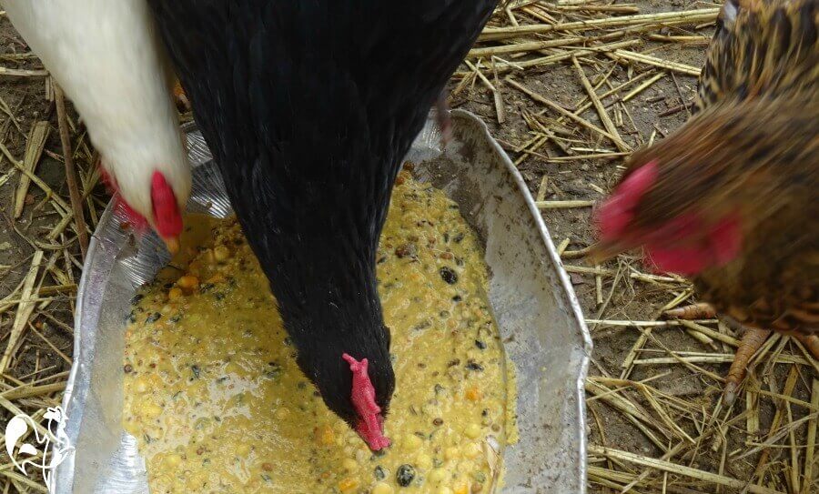 Fermentation: what it is and how it can help your chickens. Fermentation: what it is and how it can help your chickens.
