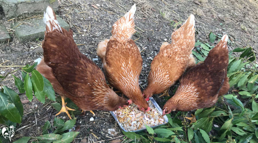 Fermenting chicken feed: four steps to a healthy poultry diet.