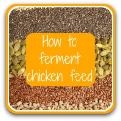 How to ferment chicken feed - link to article.