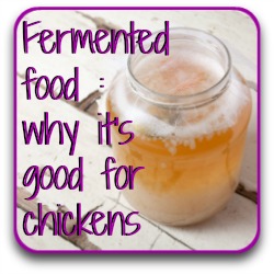 Fermenting nourishment for the flock. Why commotion nourishment for chickens? - Link.