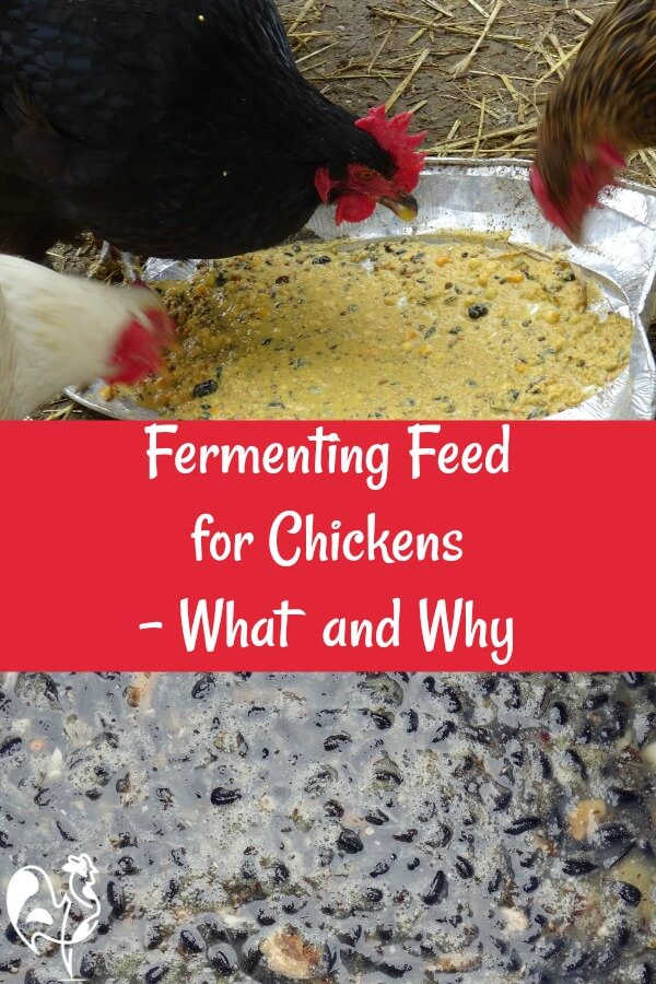 Fermentation: what it is and how it can help your chickens.