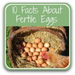 10 facts about fertile chicken eggs - link.