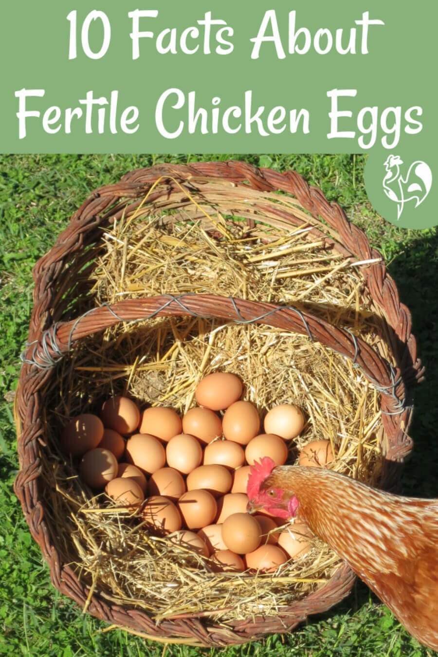Fertile chicken hatching eggs 