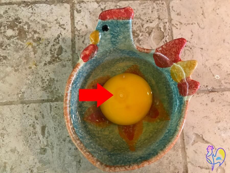 To jest zapłodnione jajko - rozpoznaj po byczym oku na żółtku.