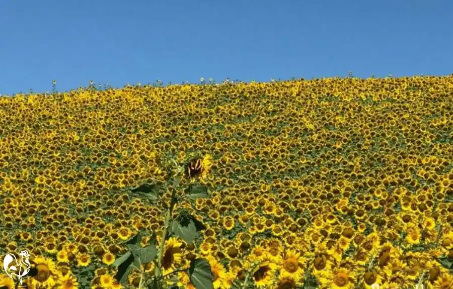 A field full of sunflowers against a blue sky in Italy.