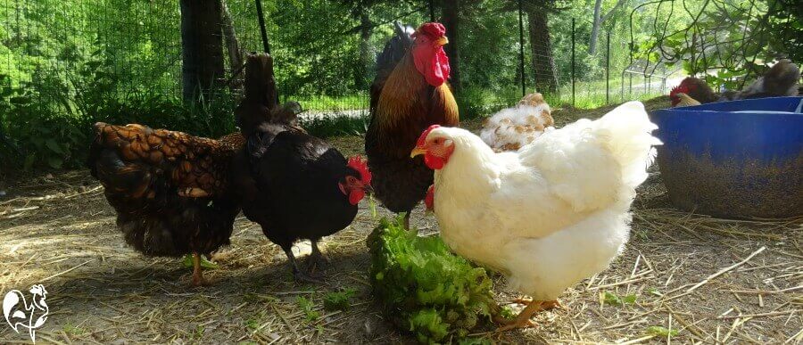 Part of my Wyandotte flock. A Golden Laced hen, Golden Laced rooster, white and buff Wyandotte hens.