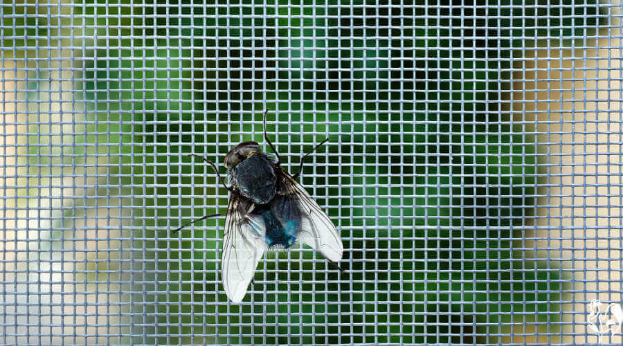 How to get rid of flies from the chicken coop.