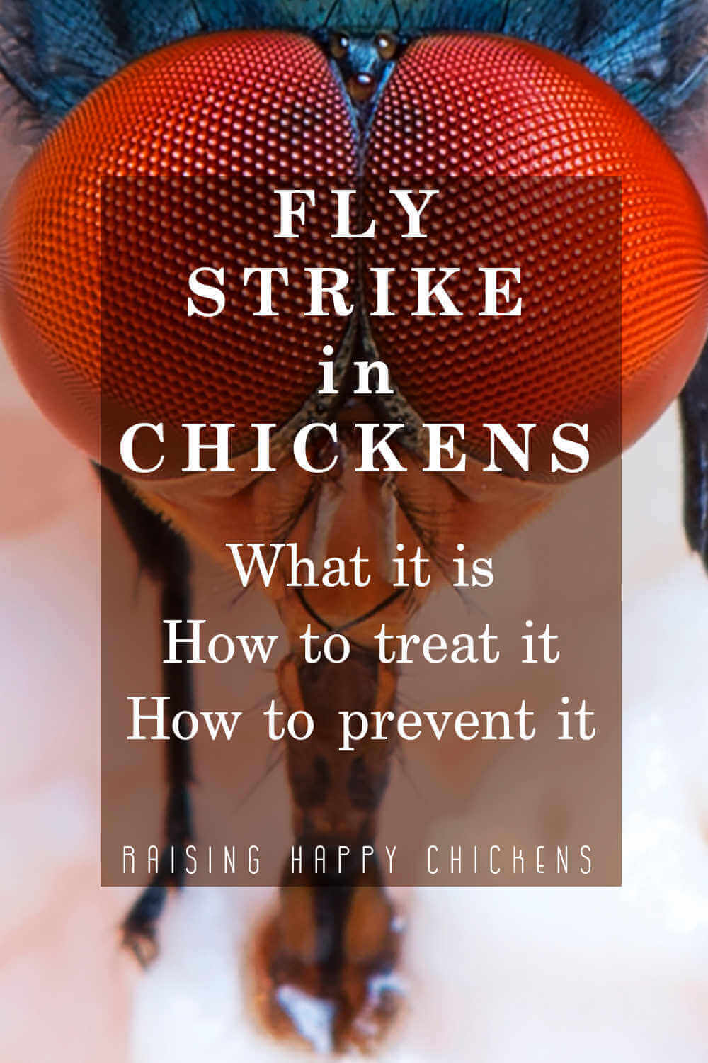 Fly strike: what it is, how to treat and prevent it - pin for later.