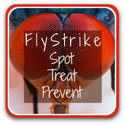 Fly strike: what it is and how to treat it. Link.