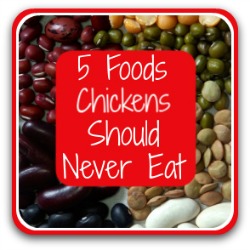 5 things your chickens should definitely never eat - link.