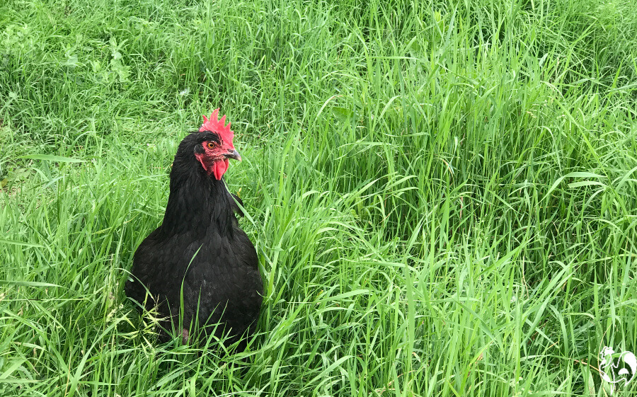 A Black Copper Marans hen foraging in long grass.