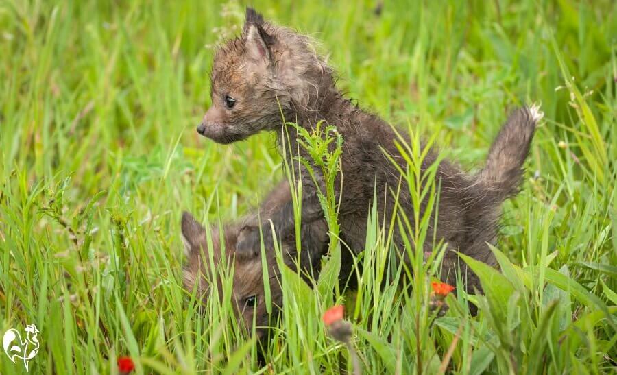 Red foxes: how to manage the ultimate chicken predator.
