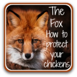 The fox - thumbnail link to article, featuring a red fox's face.