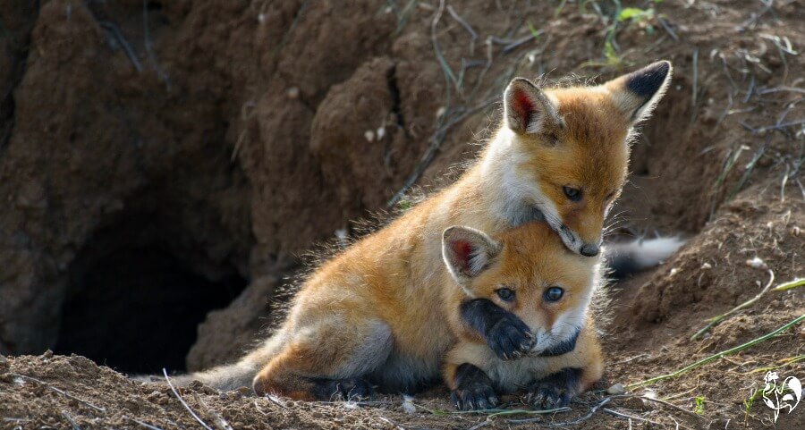 Baby foxes learning to play-fight close to the safety of their den. Two baby foxes playing outside the den.
