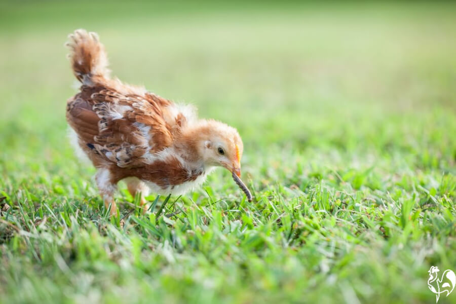 Free Porn Fat Chickens - How to free range chickens by creating enriched pasture.