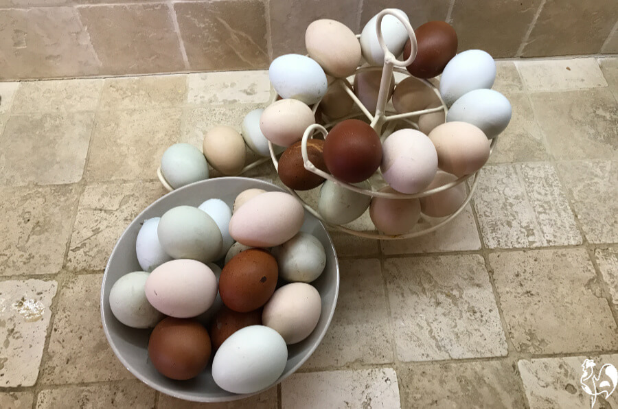 A collection of my eggs: brown, chocolate brown, white, cream and blue.