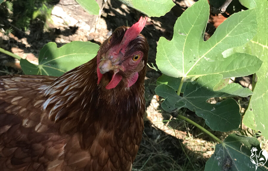 A Red Star chicken in the shade of the fig tree.