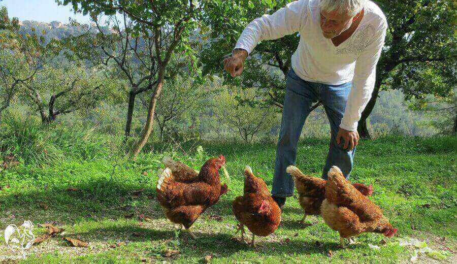 My red sex-linked chickens with Mike.