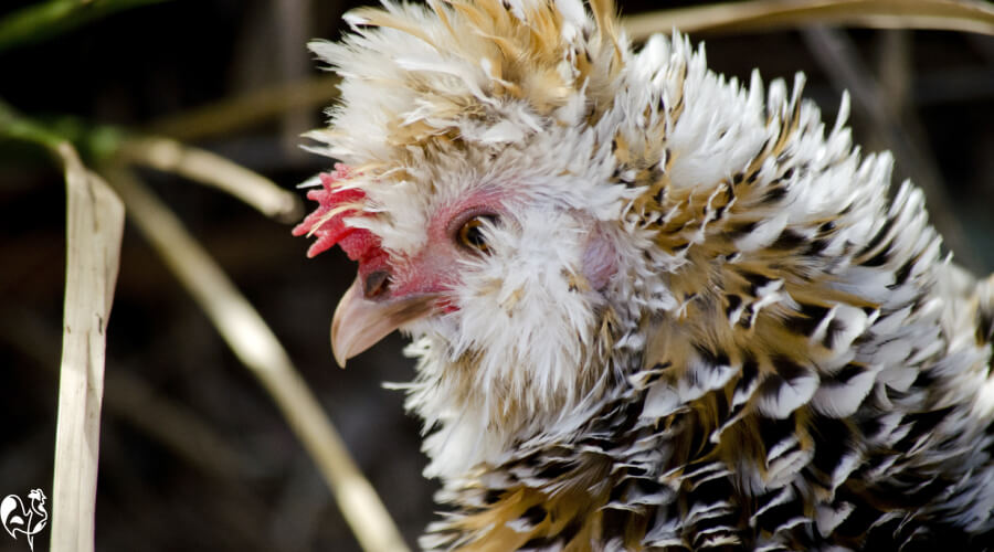 A close up photograph of a frizzle chicken.