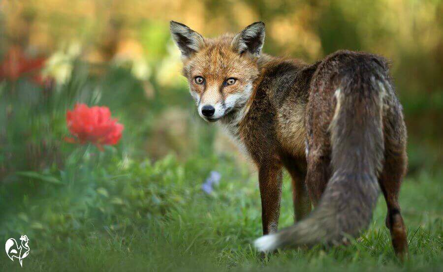 Red foxes how to manage the ultimate chicken predator.