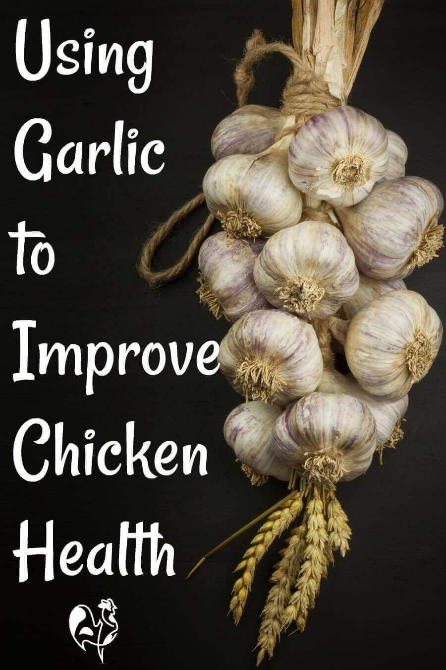 the benefits of feeding garlic to chickens.