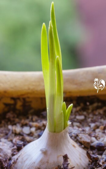 how to grow garlic from a sprouted clove