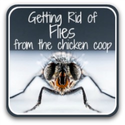 How to get rid of flies in the chicken coop. Link.