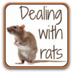 Dealing with rats in the chicken coop - link.