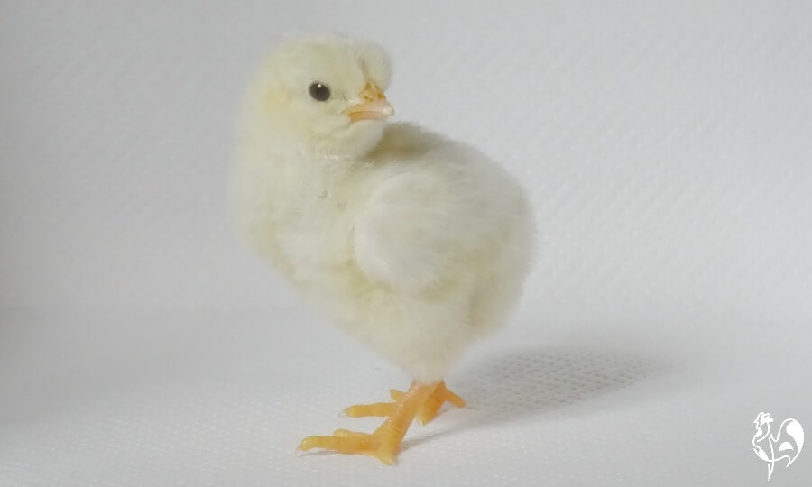 A gold coloured Light Sussex chick at three days old - what's not to love? A light gold coloured Sussex chick at three days old.