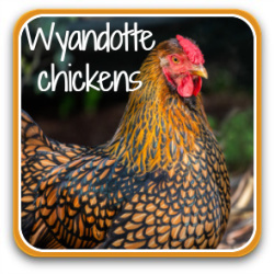 All about Wyandotte chickens - link.