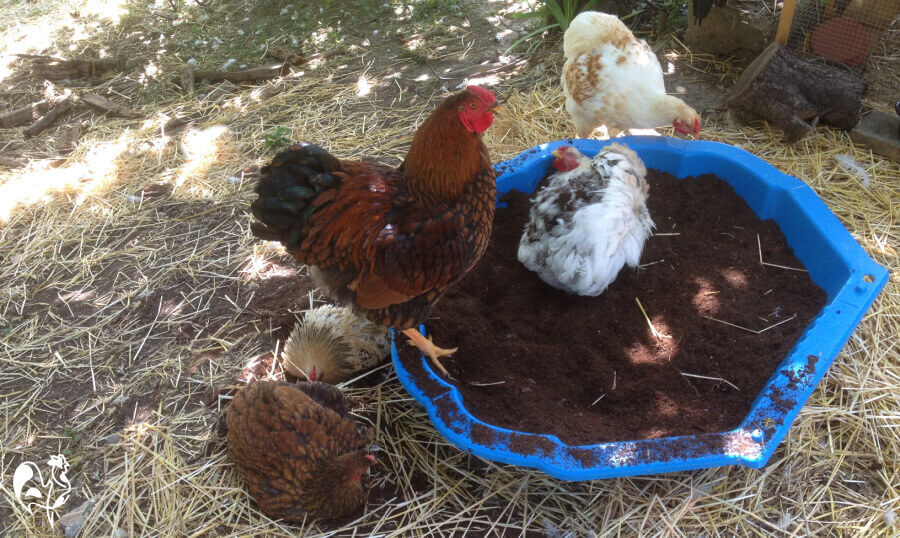 My Golden Laced Wyandotte rooster overlooks his hens as they dust bathe.