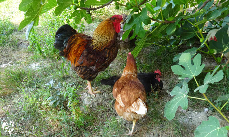 What do roosters eat?