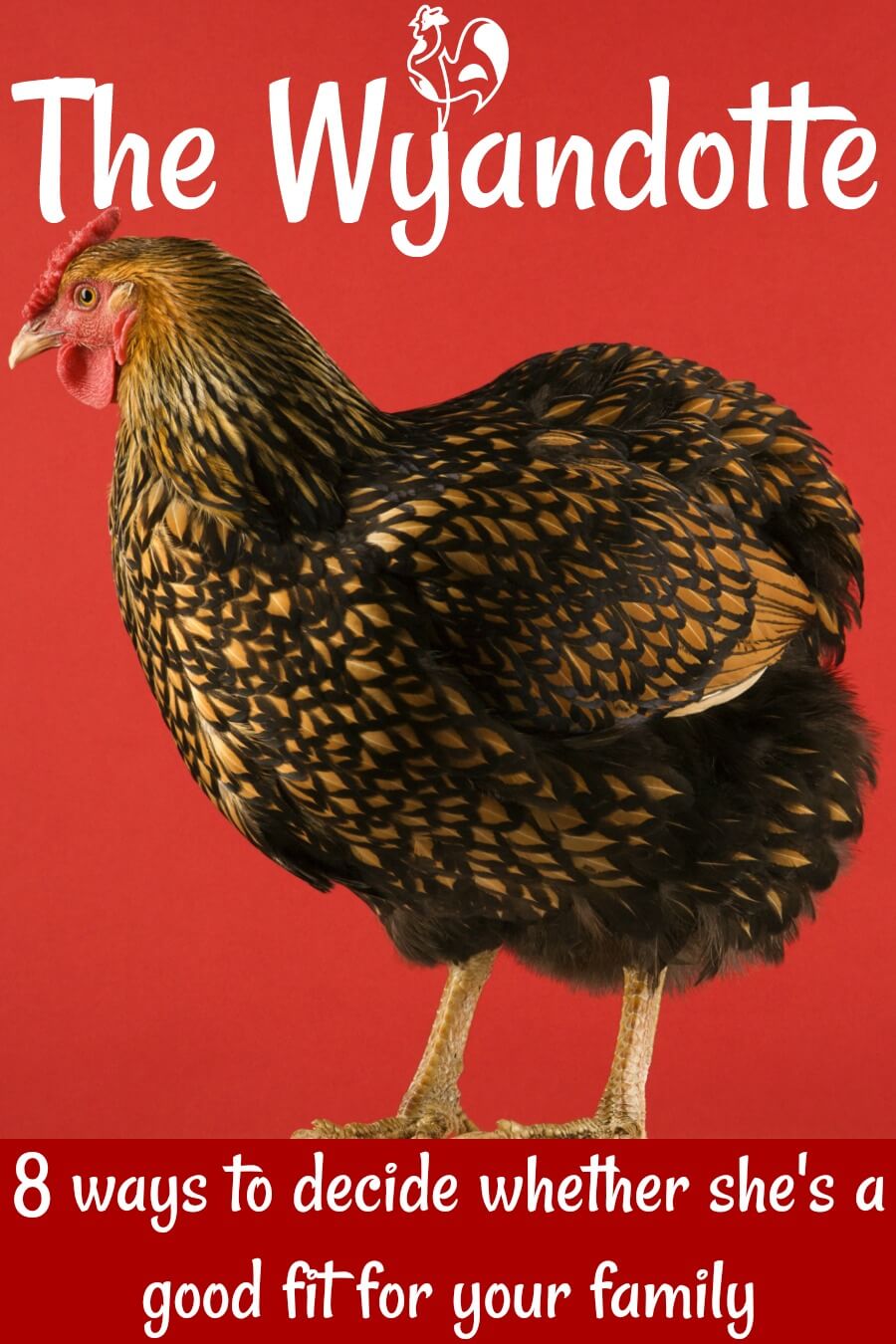 Wyandotte chickens : are they the right breed for you?