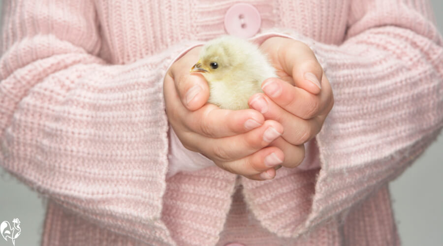 Teach children to handle baby chicks gently. A child in a pink cardigan cups a baby chick between two hands.