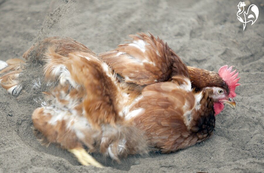 Animal husbandry: how to keep chickens healthy. Animal husbandry: how to keep chickens healthy.