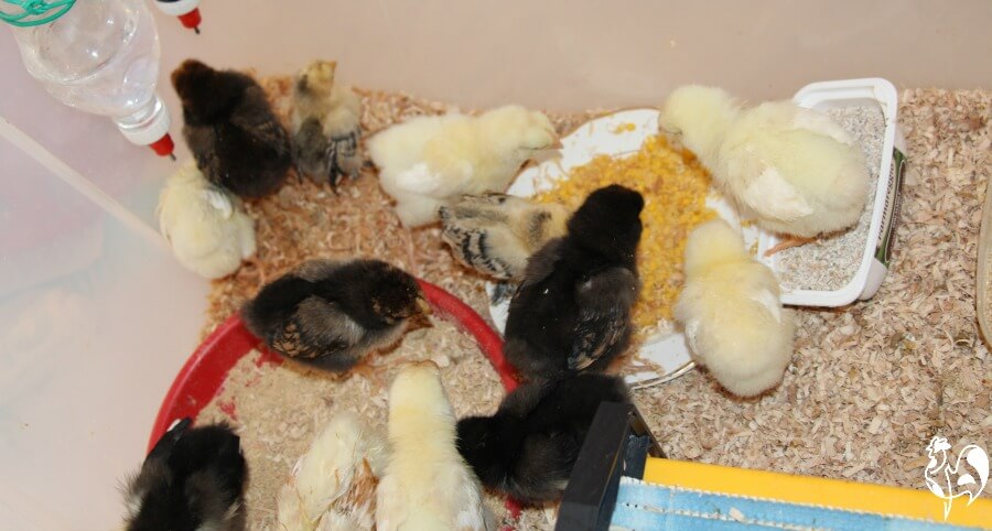 Baby chicks in the brooder eating sweetcorn.