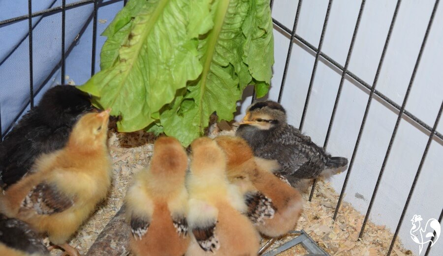 "Kill the swinging lettuce" - a favourite of my chicks. Chicks with a lettuce treat.