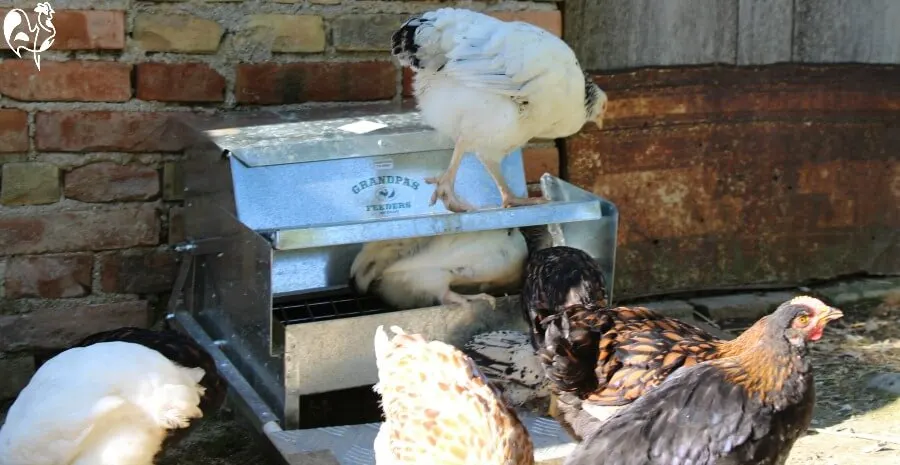 Grandpa's feeder with one hen inside and one hen on top!