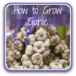 How to grow garlic - link.