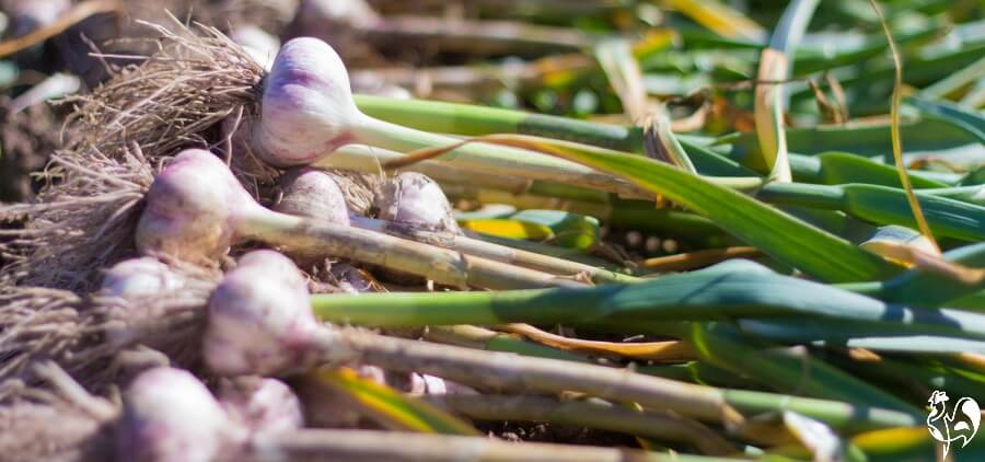 Garlic plants harvested on ground.