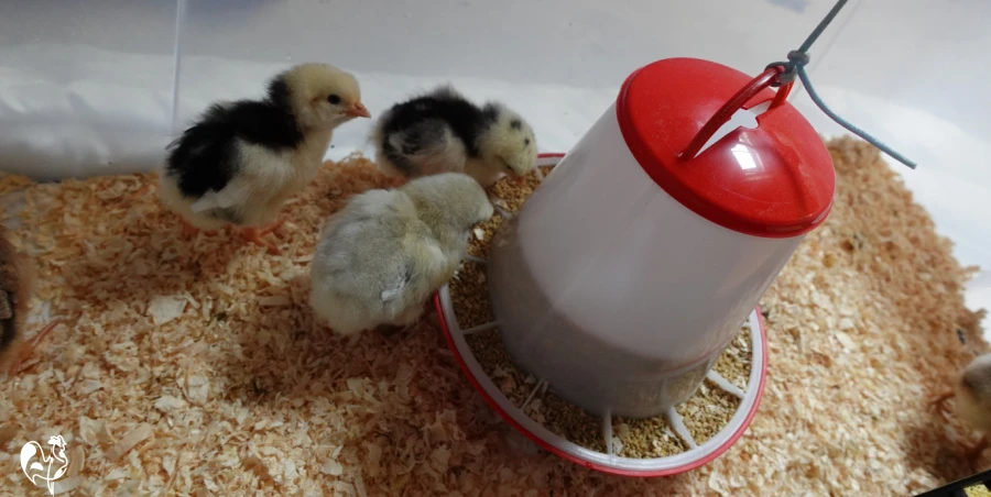 Three baby chicks using the hanging feeder in their tote box brooder.