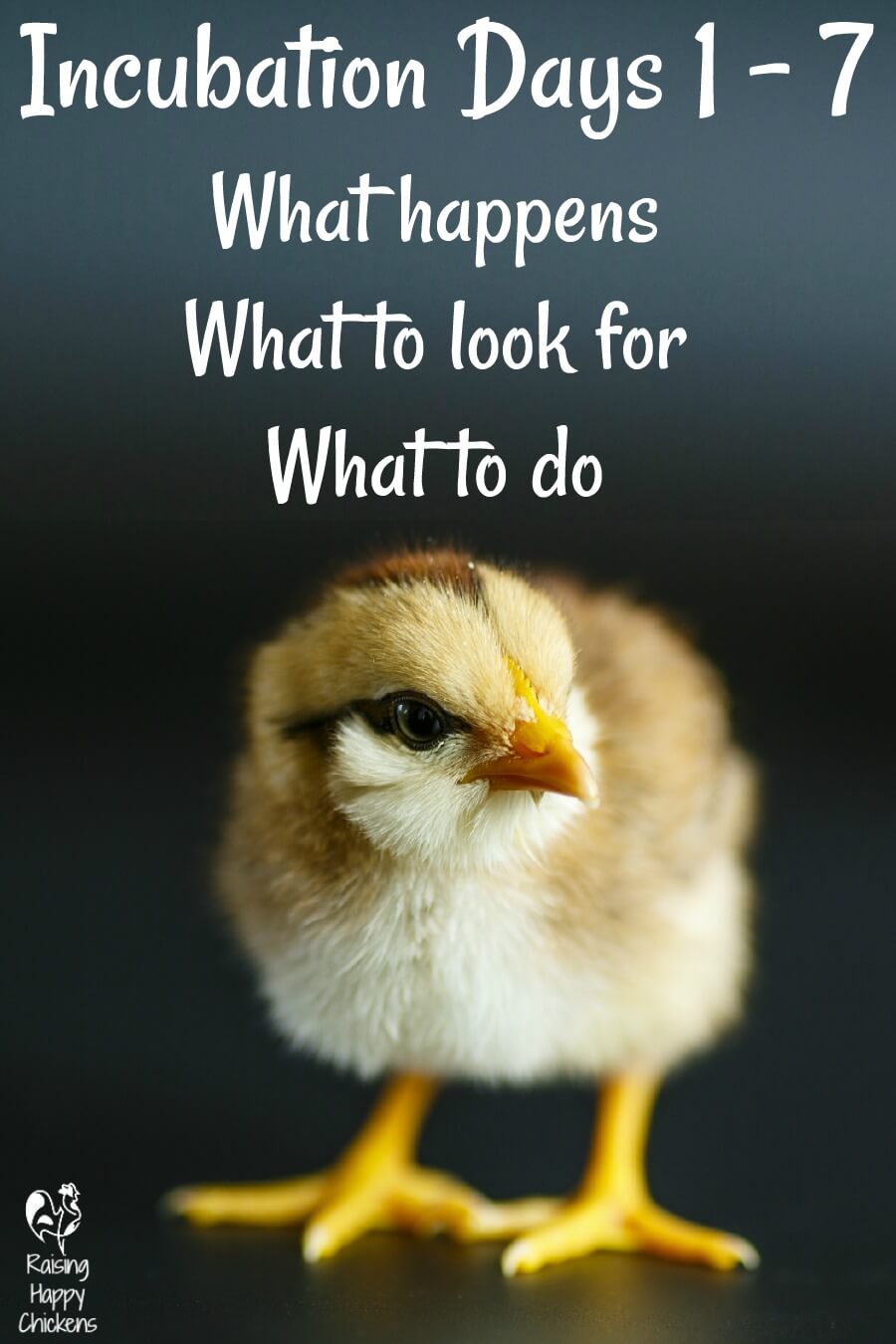 Hatching chicken eggs: your guide to days 1 - 7 of incubation.