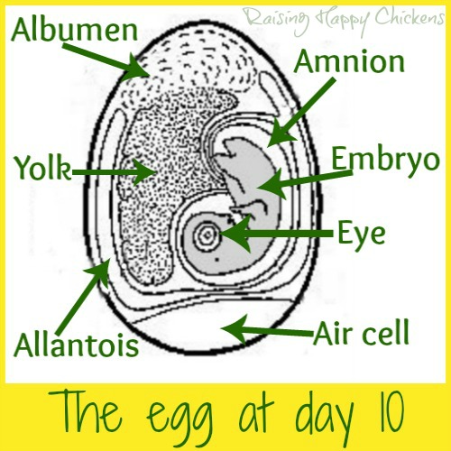 Chick Embryo Development Chart