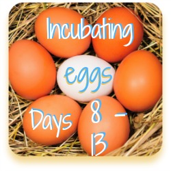 Go to days 8 - 13 of the hatching process
